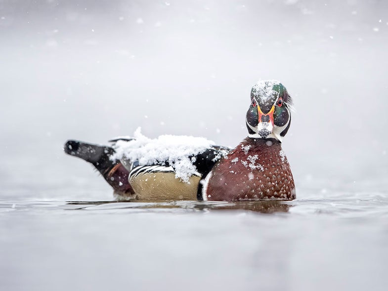 wood duck