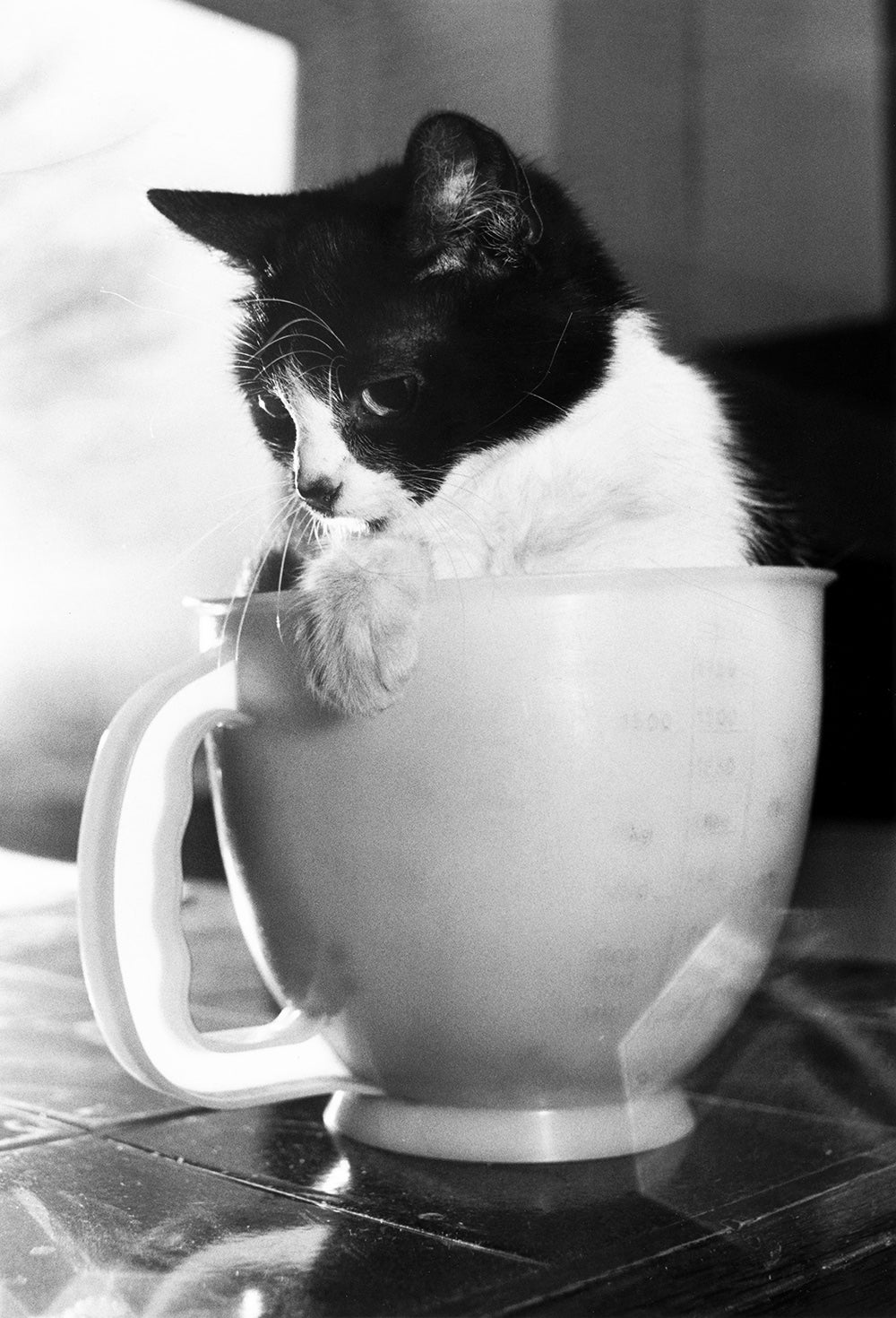 Vintage photos of cats prove that felines have a timeless style.
