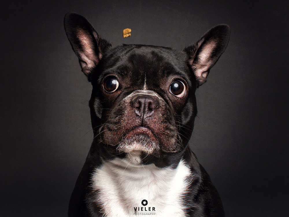 Hilarious high speed flash photos of dogs catching treats