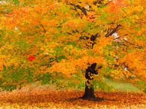 How To Take Great Fall Photographs | Popular Photography