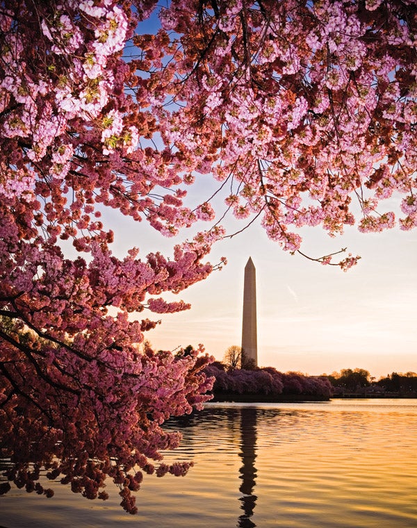 1680 Cherry Blossoms Washington Dc Stock Photos  Free  RoyaltyFree  Stock Photos from Dreamstime