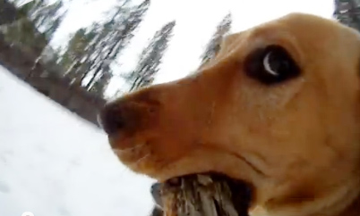 12 Awesome Examples Of Animals With Action Cameras