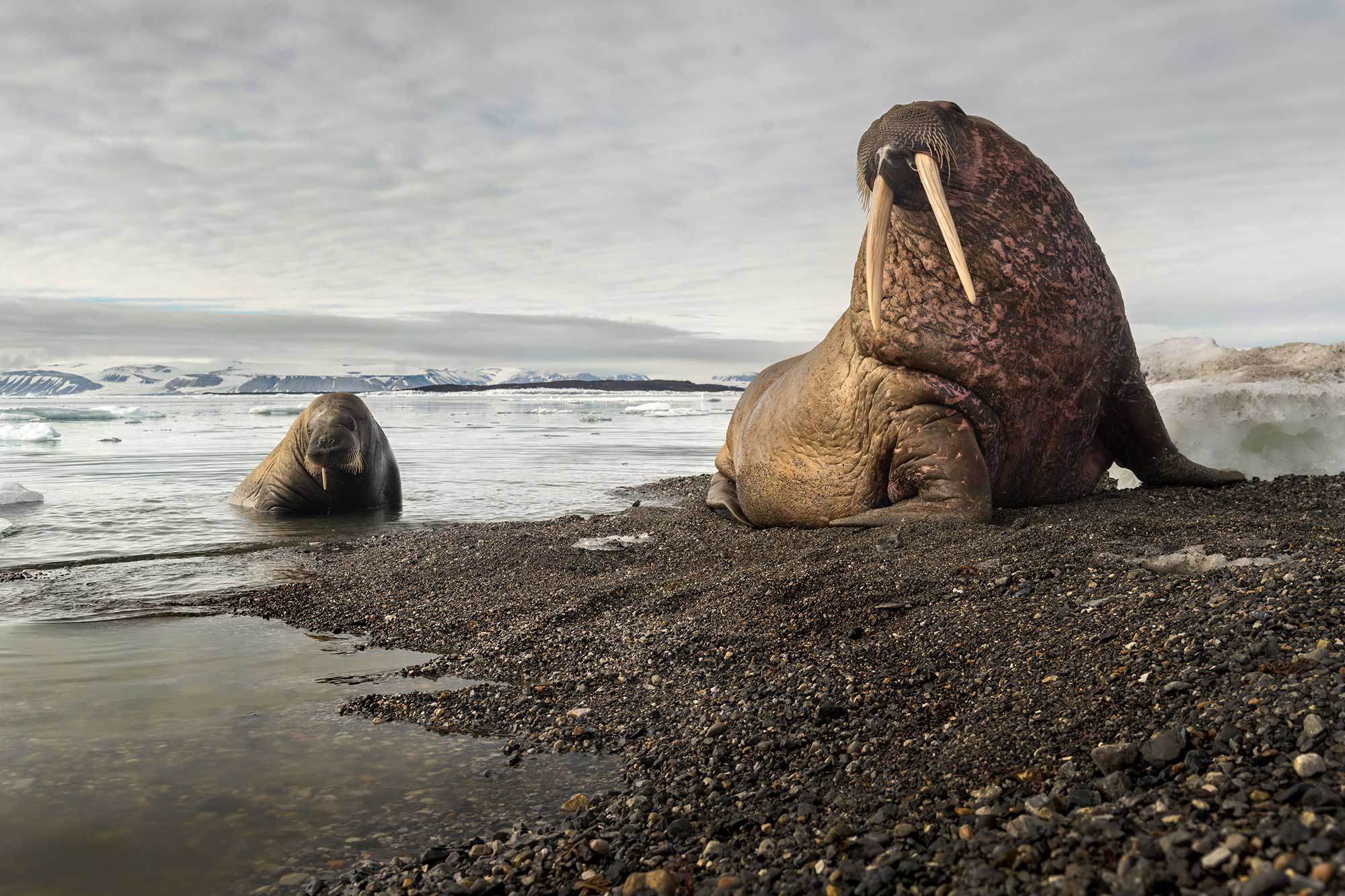 The Winning Images From The Smithsonian Photo Contest Celebrate The ...