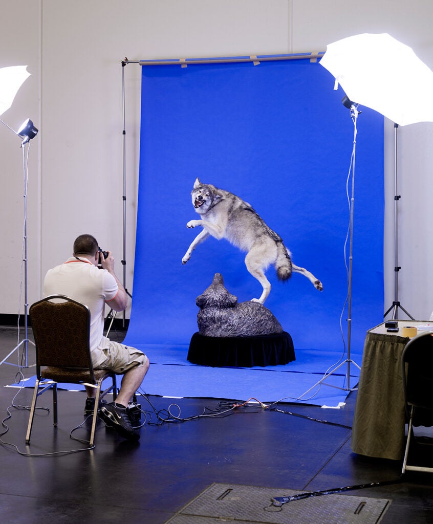 Inside the World Taxidermy Championship The Spectacle Behind the Scenes