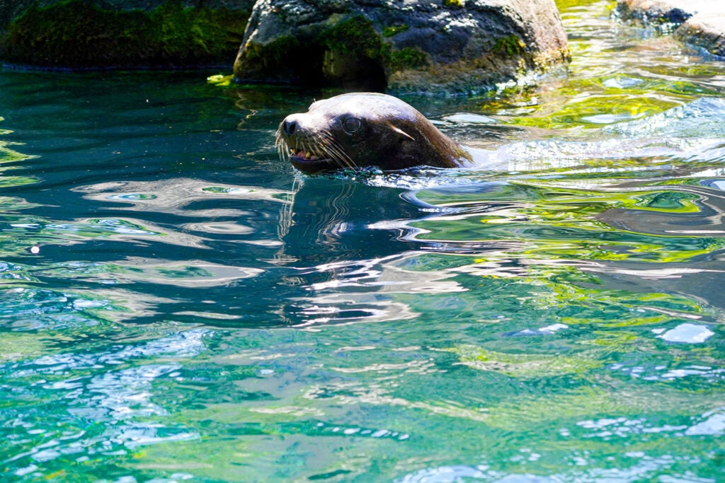 seal peeking out of the water