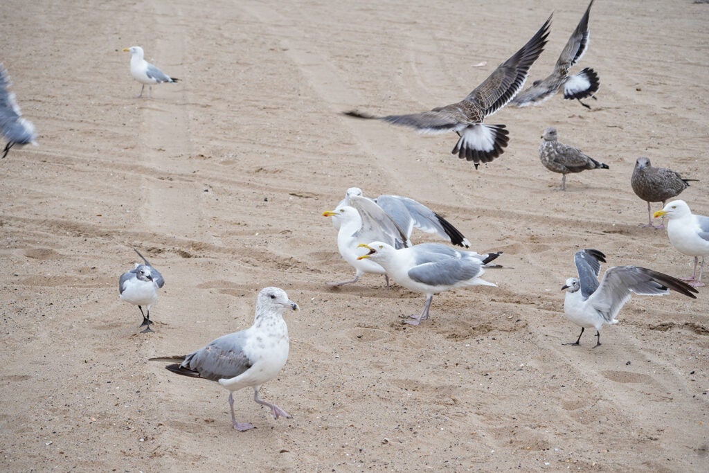 seagulls on sandy beach