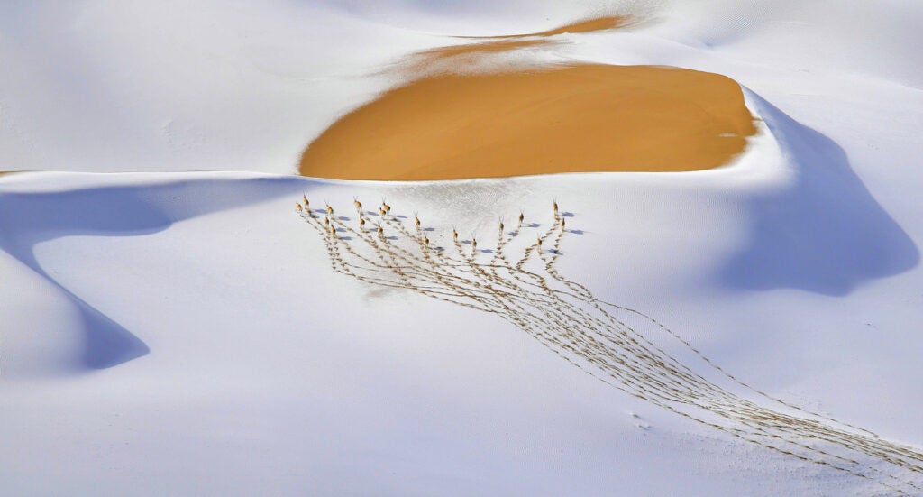 A small herd of male chiru leaves a trail of footprints on snow