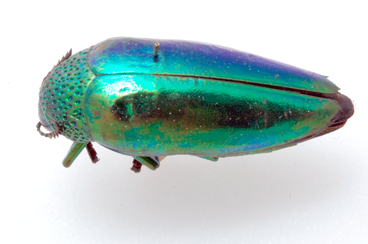 Jewel beetle.