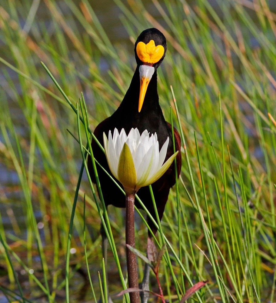 Northern jacana