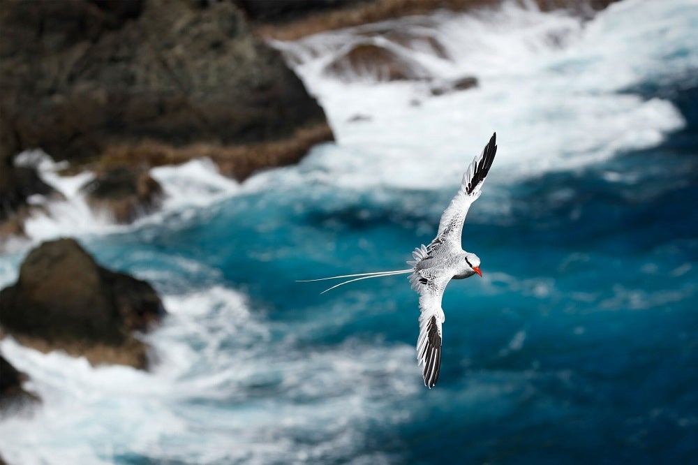 Red-billed tropicbird