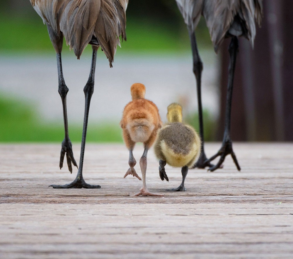 Sandhill crane and Canada goose chicks