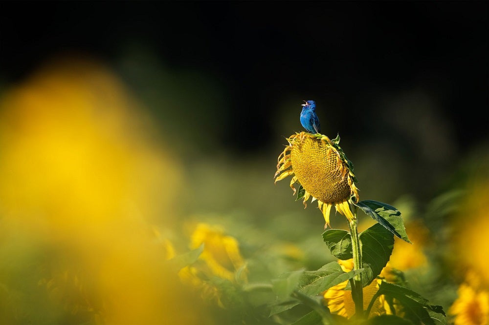 Indigo bunting