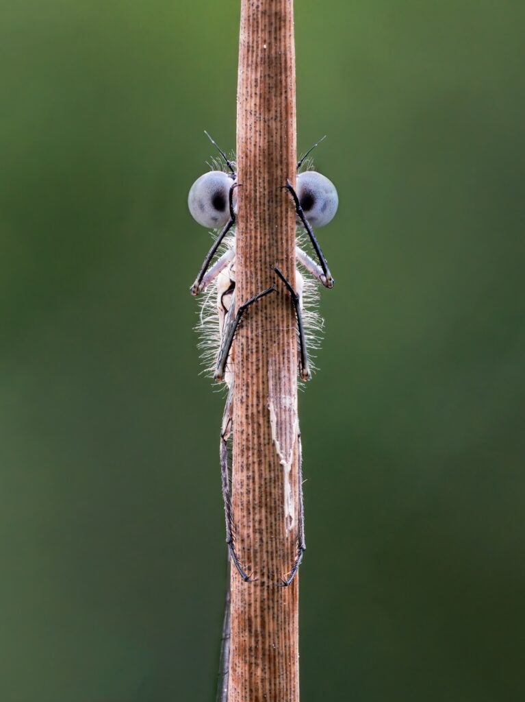 Azure damselfly. Devon, United Kingdom.