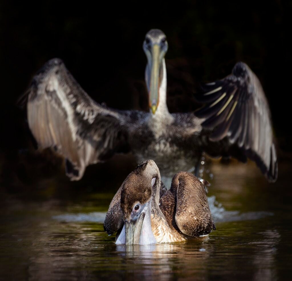 Brown pelicans. Fort Myers Beach, Florida.