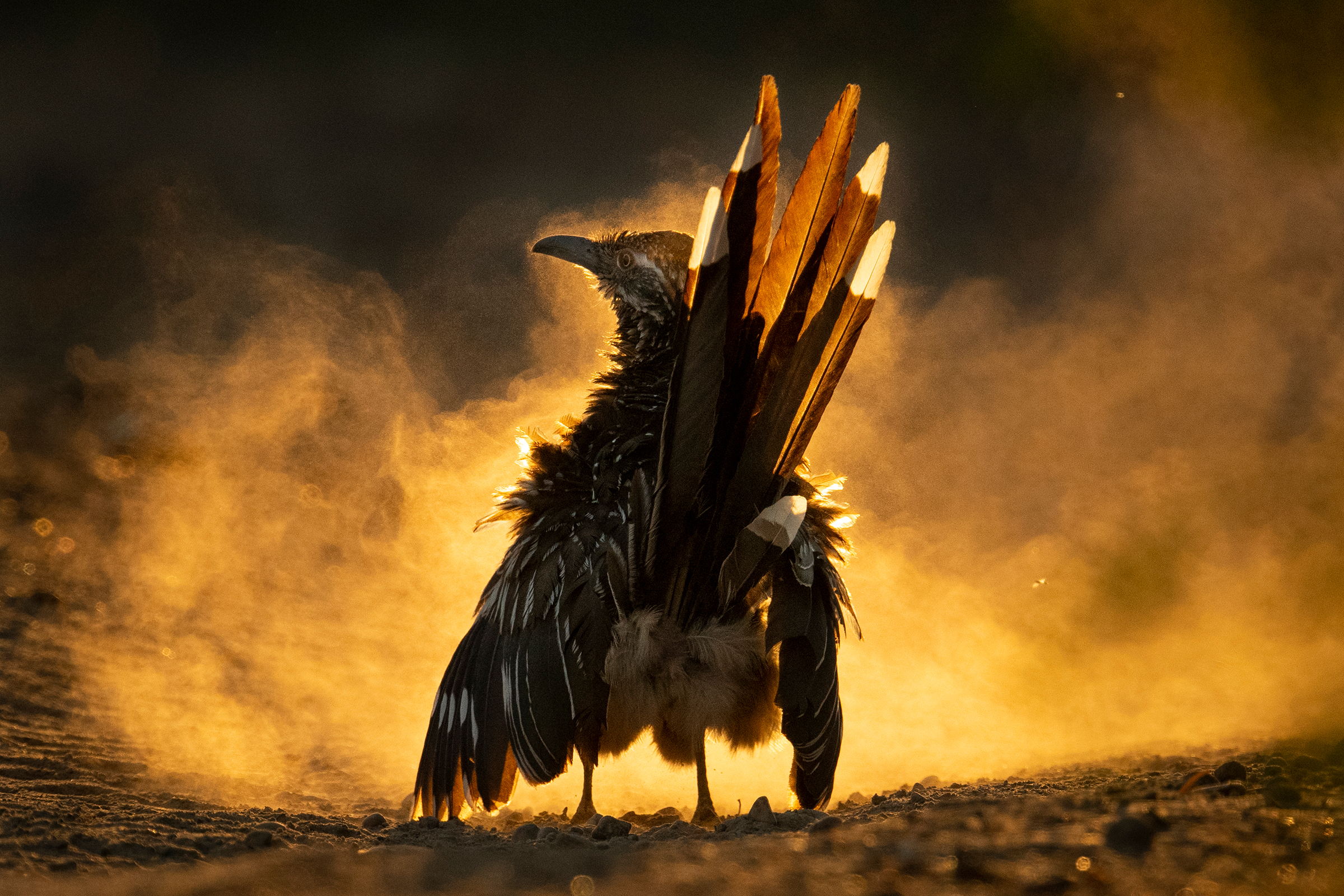 Check out these incredible images from the 2021 Audubon Photography Awards