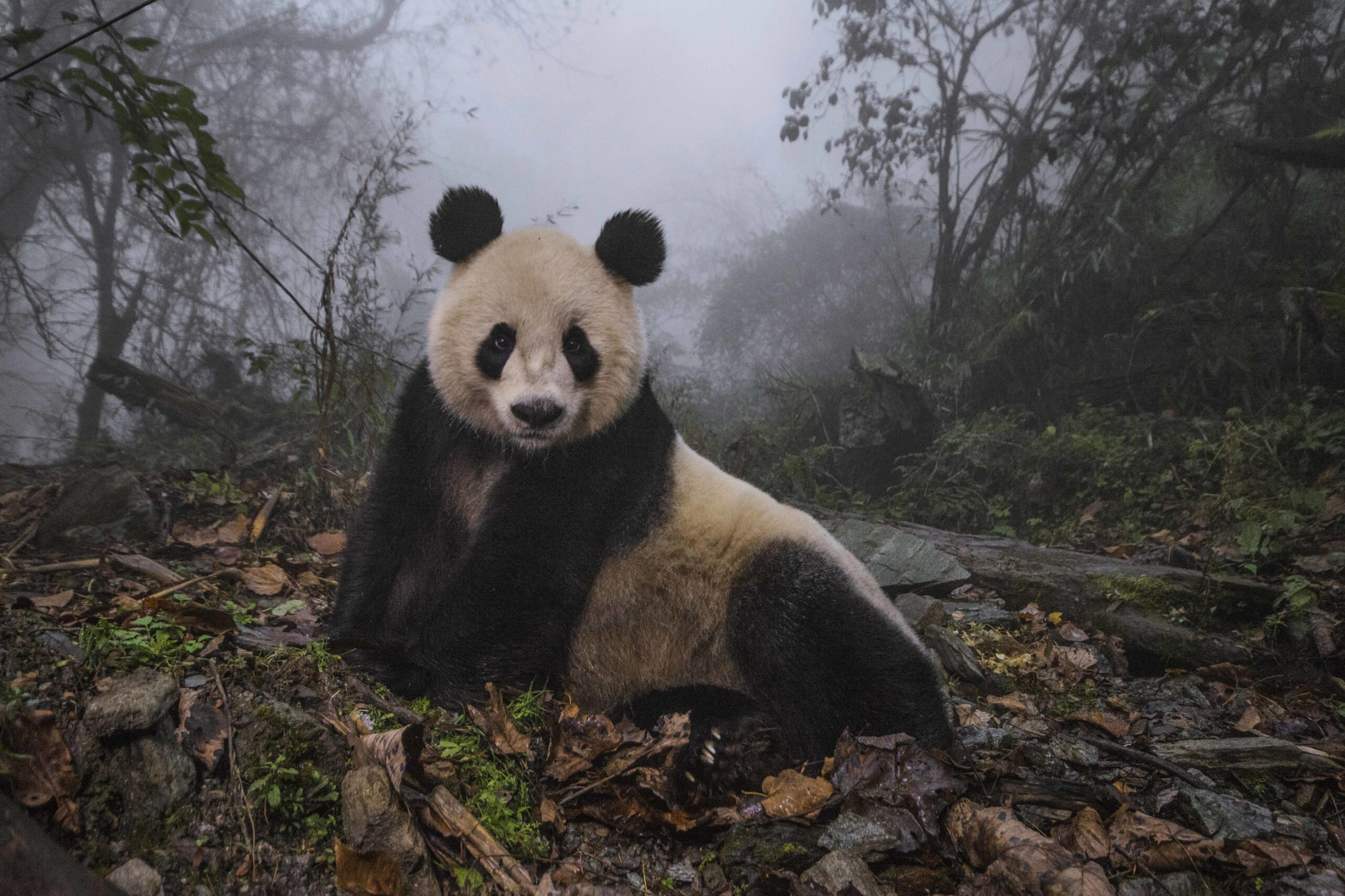 NatGeo’s 50 greatest images, and 5 other photo exhibits worth seeing right now