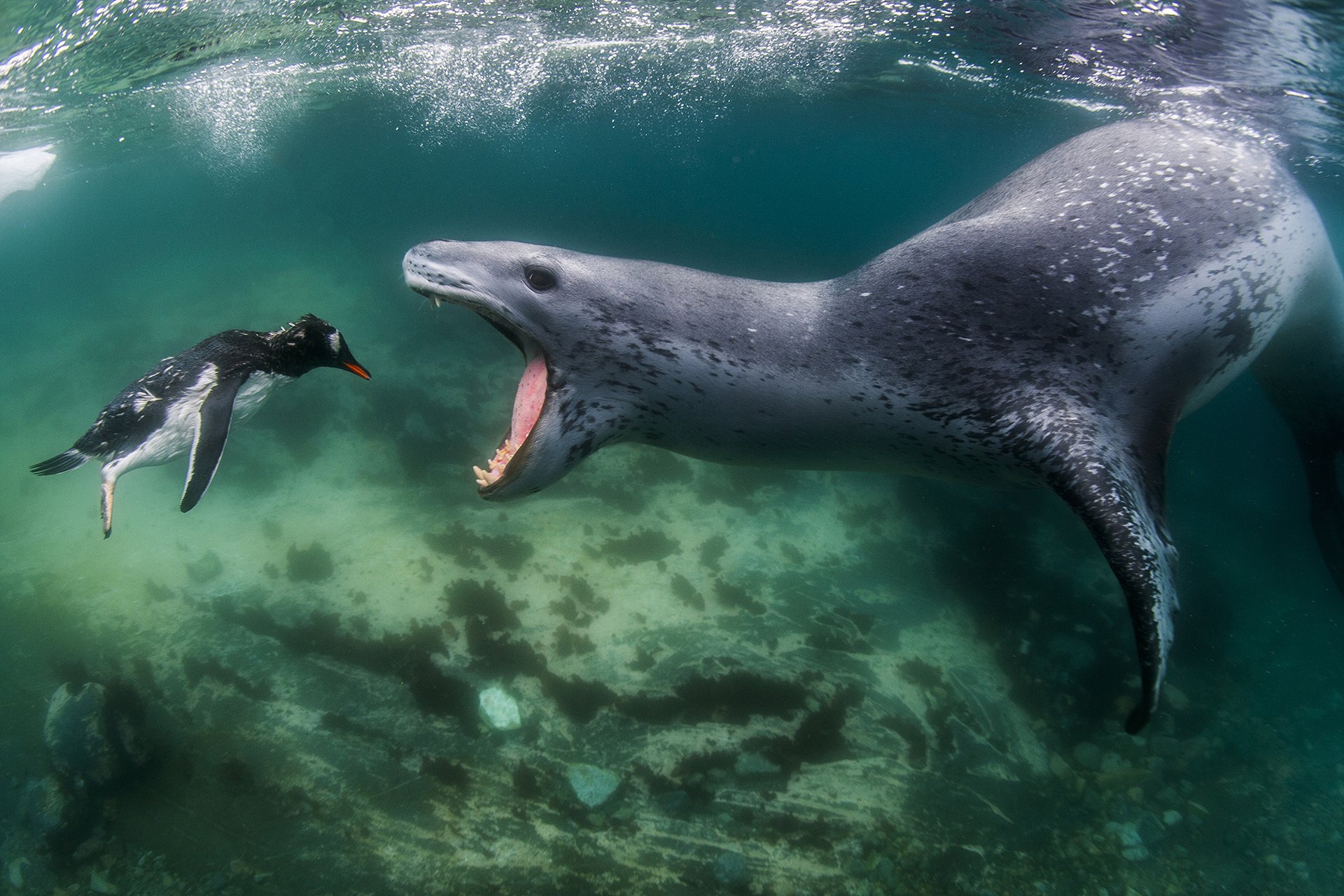 An epic photo of a leopard seal eating a penguin wins the 2021 World Nature Photography Awards