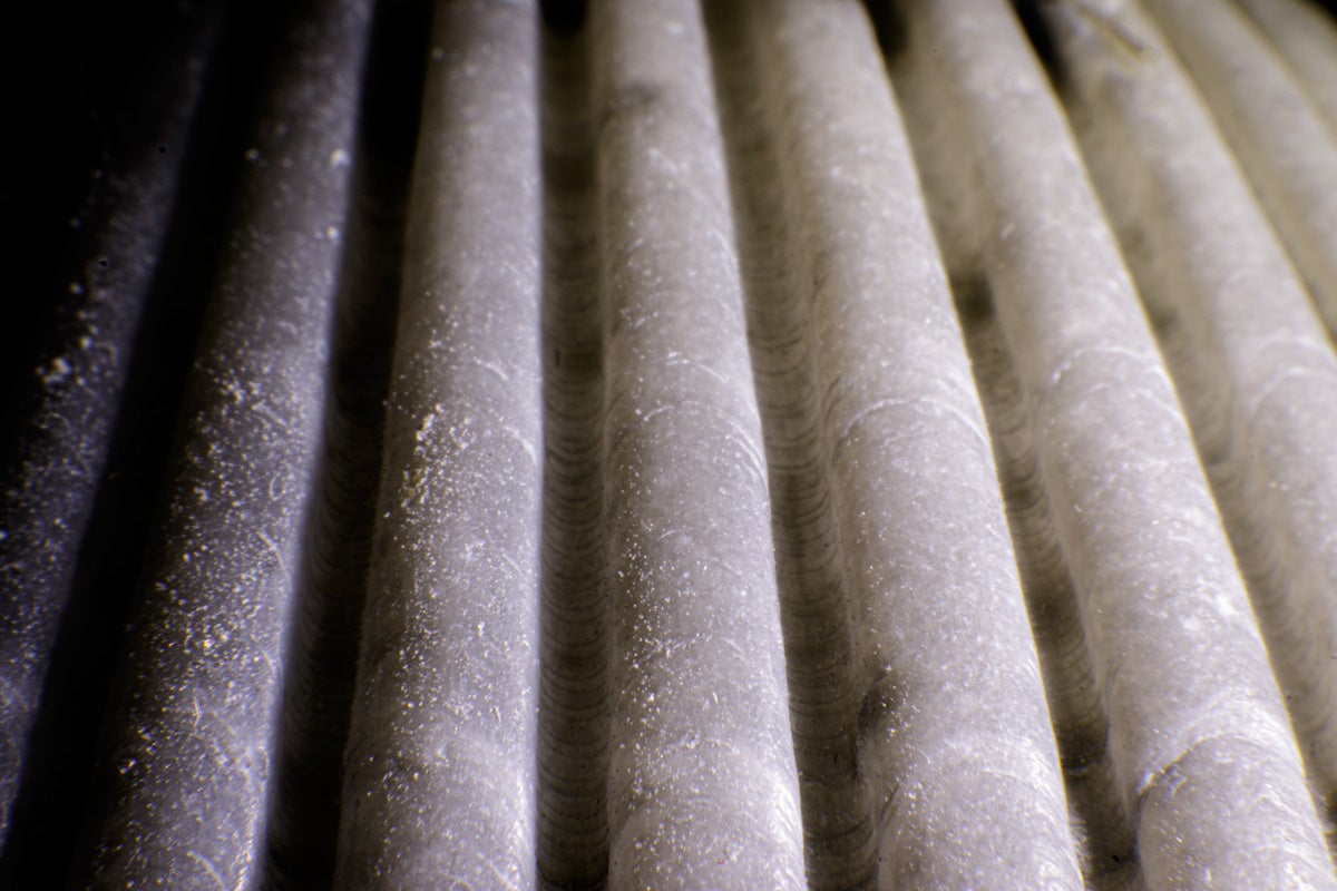 macro shot of a scallop shell