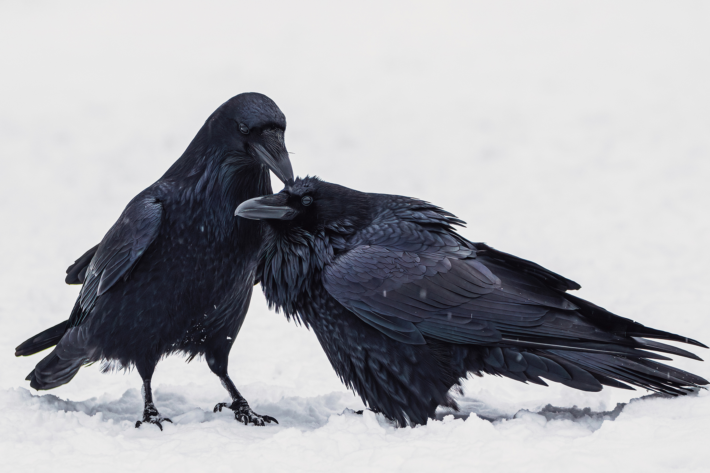 The year’s best bird photography highlights the humor, beauty, and fragility of avian life