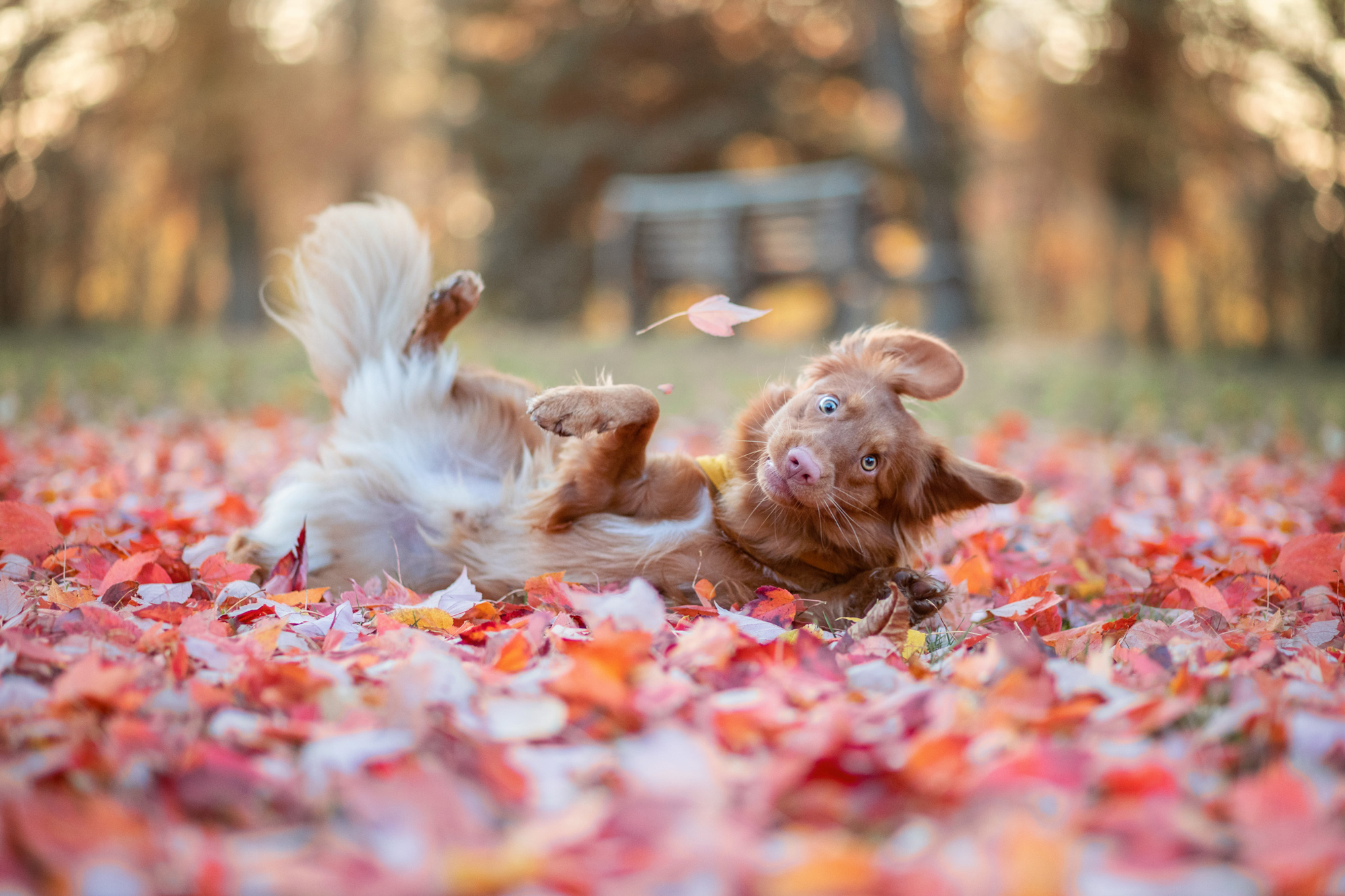 The Funny Pet Finalist photos will give you all the feels